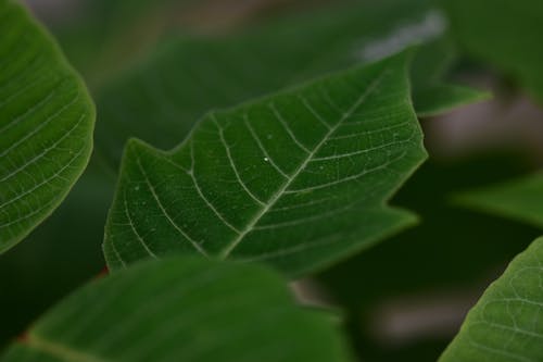 Close up of Green Leaf