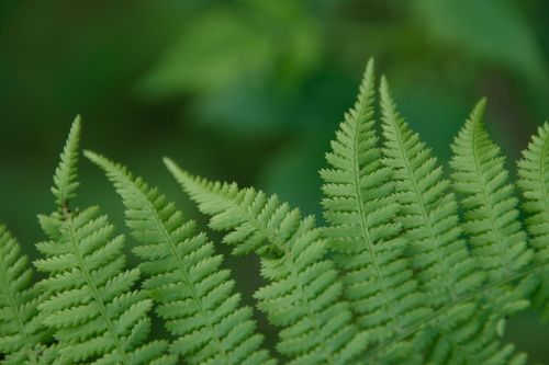 Free A detailed close-up of lush green fern leaves in a natural setting, perfect for botanical themes. Stock Photo
