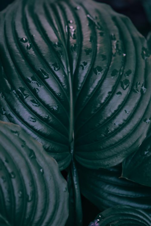 Free A detailed view of a green leaf with raindrops revealing natural texture, perfect for nature themes. Stock Photo