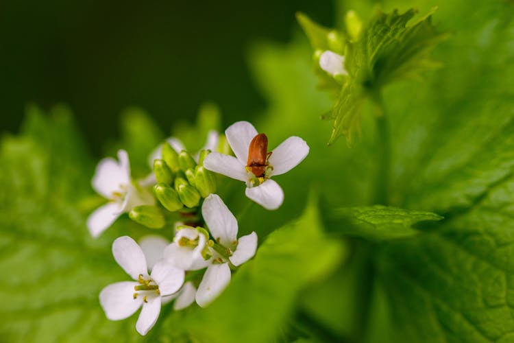 White Flowers And Bug