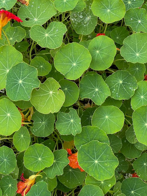 Big, Green Leaves