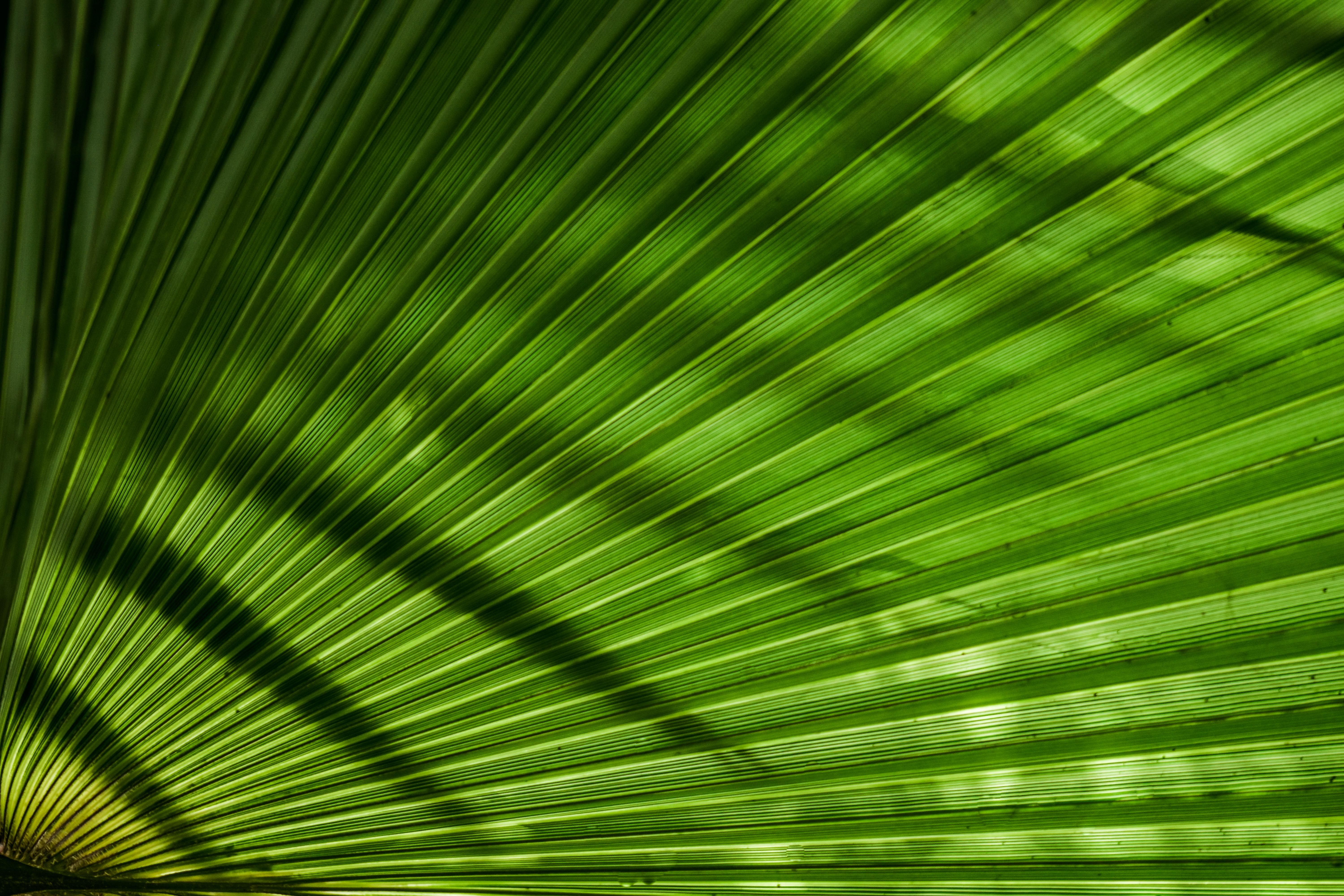 Grünes Blatt mit klarer Struktur
