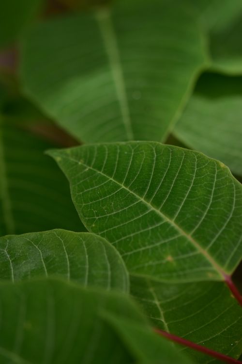 Free A detailed close-up of vibrant green leaves showcasing their natural beauty and texture. Stock Photo