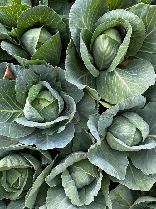 Close up of Cabbage