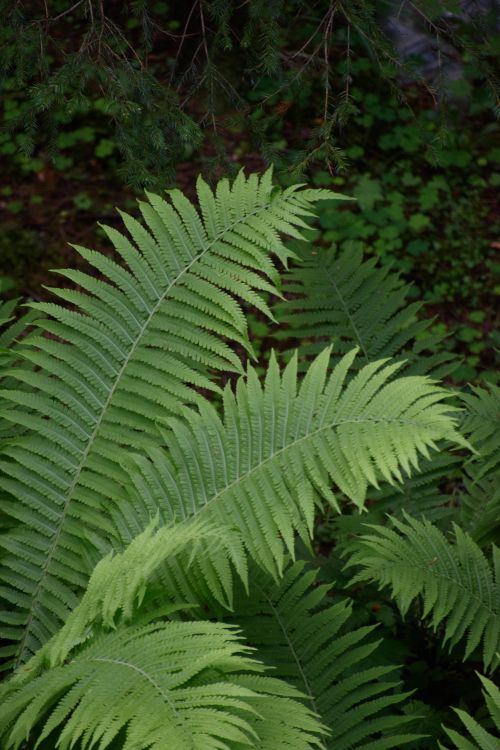 Free Top view of vibrant fern leaves in a dense forest environment. Stock Photo
