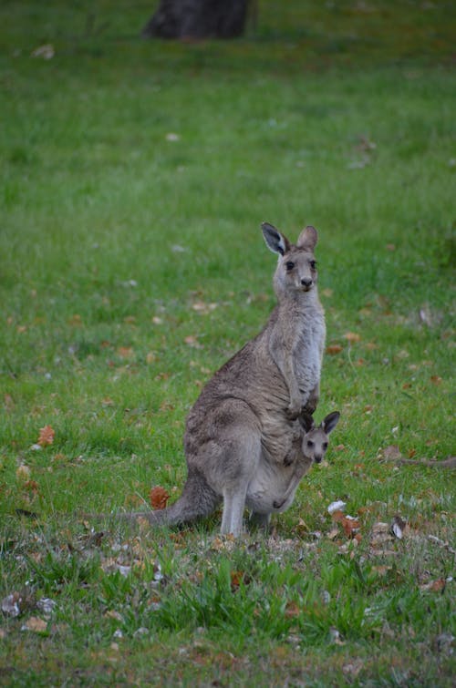 Free stock photo of kangaroo with joey in pouch Stock Photo