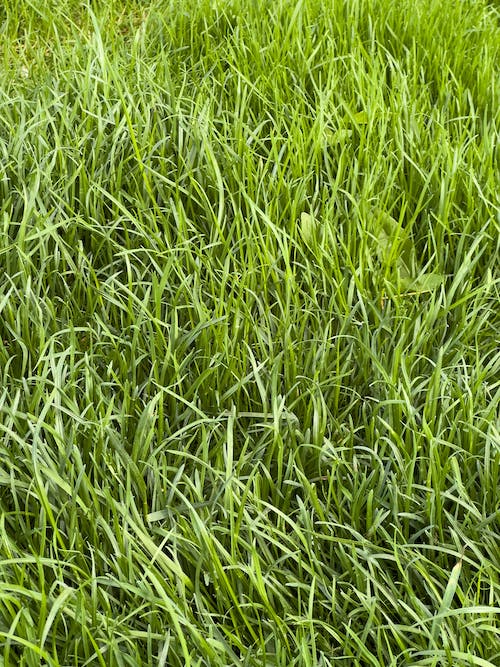 Green Grass on Grassland