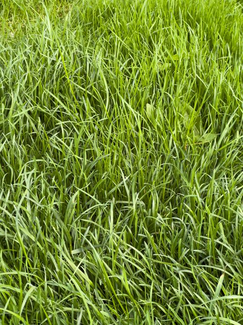 Free Lush green grass fills the image, depicting a vibrant rural landscape in Iași, Romania. Stock Photo