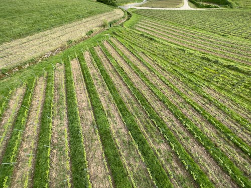 Rural Field in Countryside