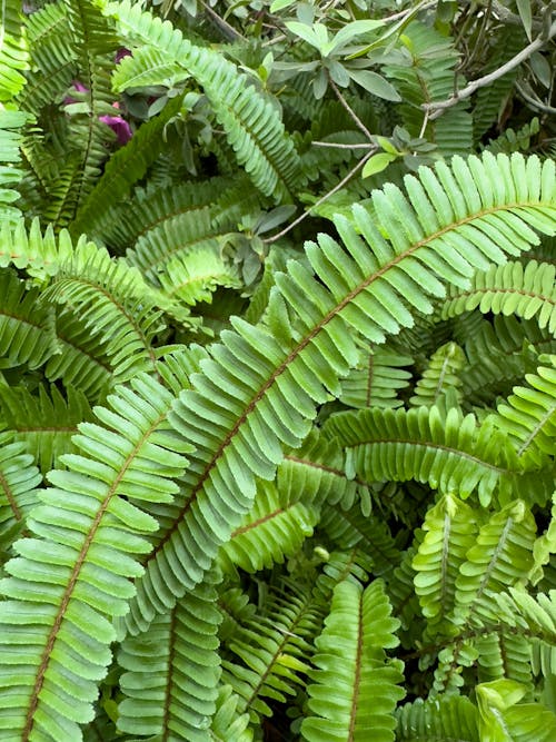 Close up of Green Leaves of Fern