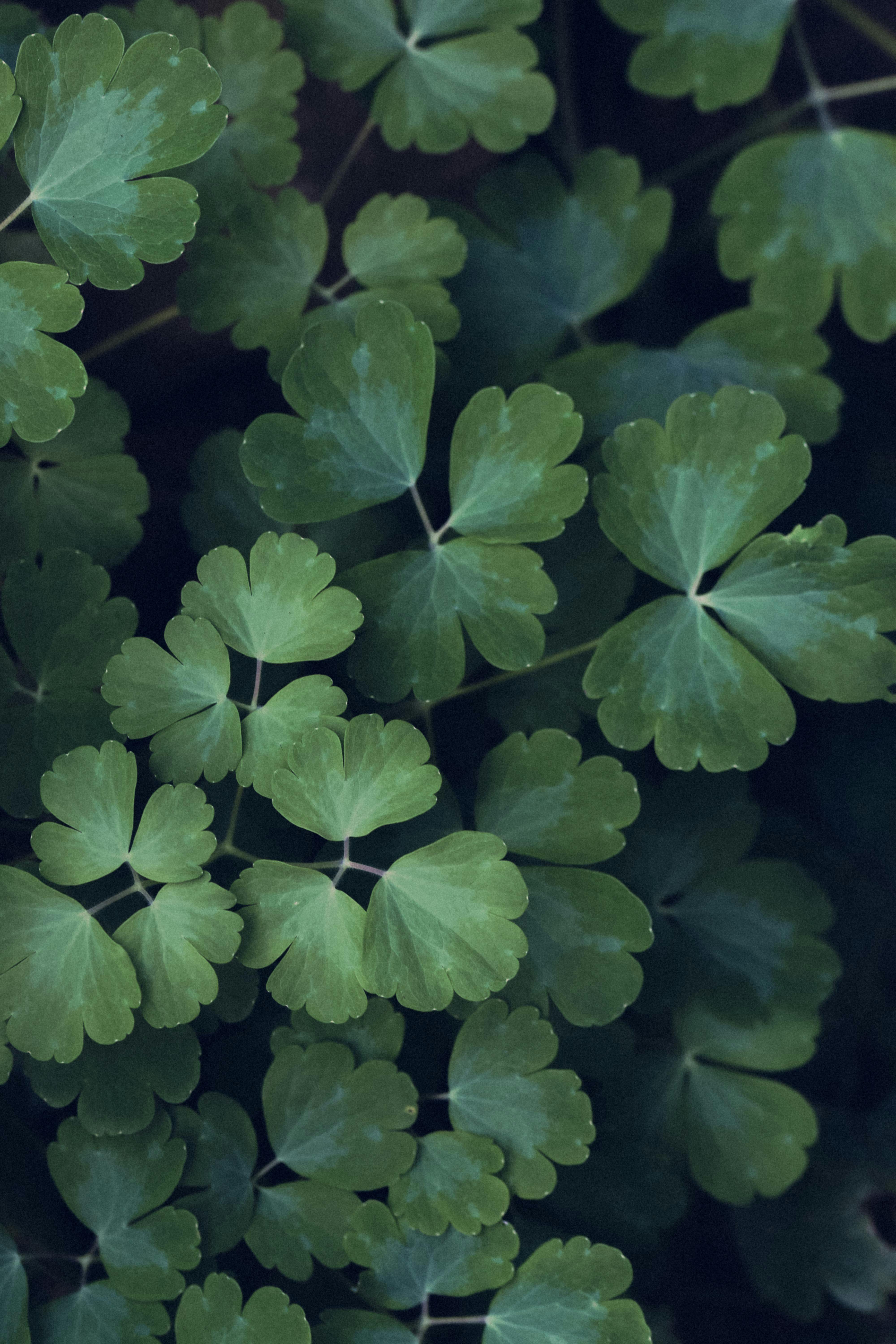 Detailed shot of green European Columbine leaves with a natural, moody ambiance.