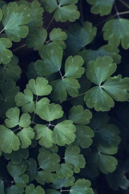 Free Detailed shot of green European Columbine leaves with a natural, moody ambiance. Stock Photo