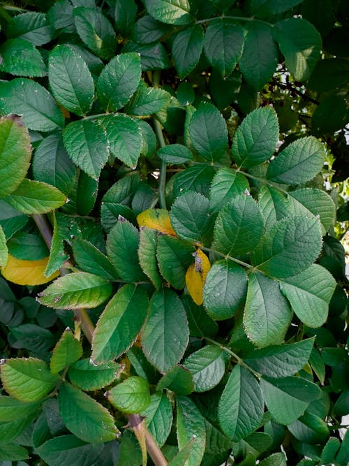 Green Leaves of Tree