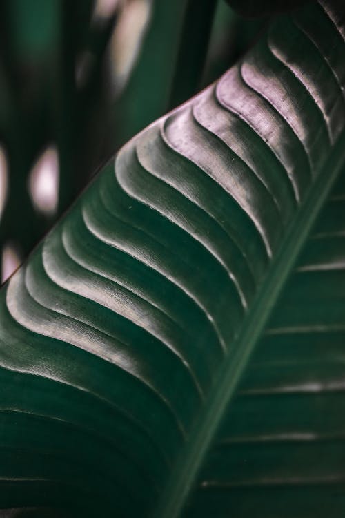 Close up of Big, Green Leaf