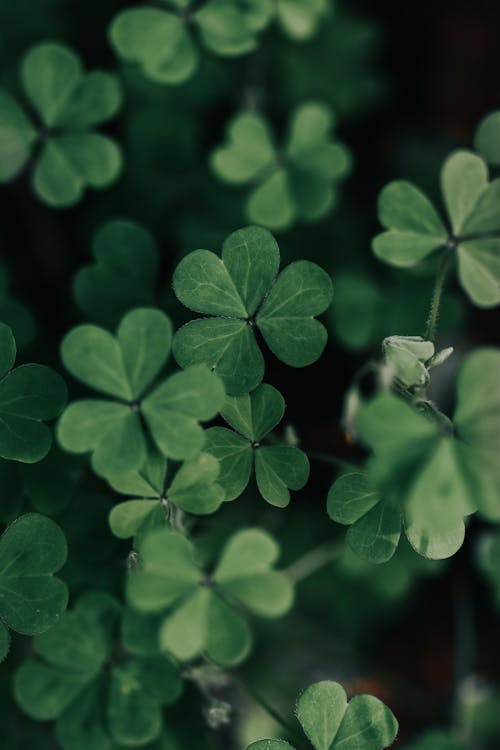 Close up of Clovers