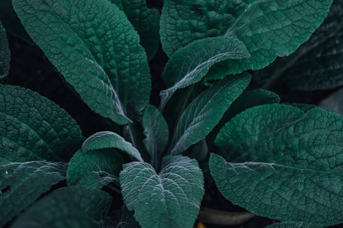 Close up of Leaves