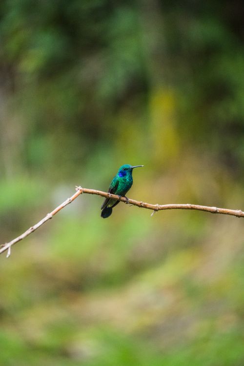 Free A stunning hummingbird rests on a branch amidst lush greenery in Guasca, Cundinamarca. Stock Photo