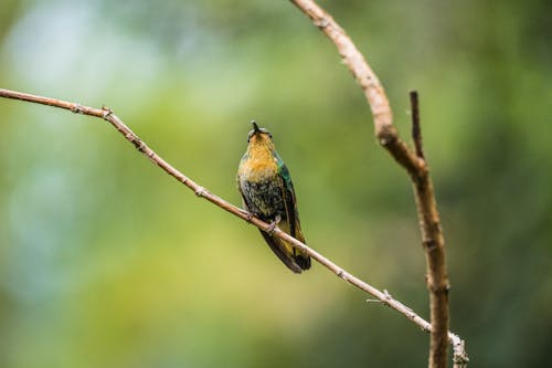 Fiery-throated Hummingbird on Branch