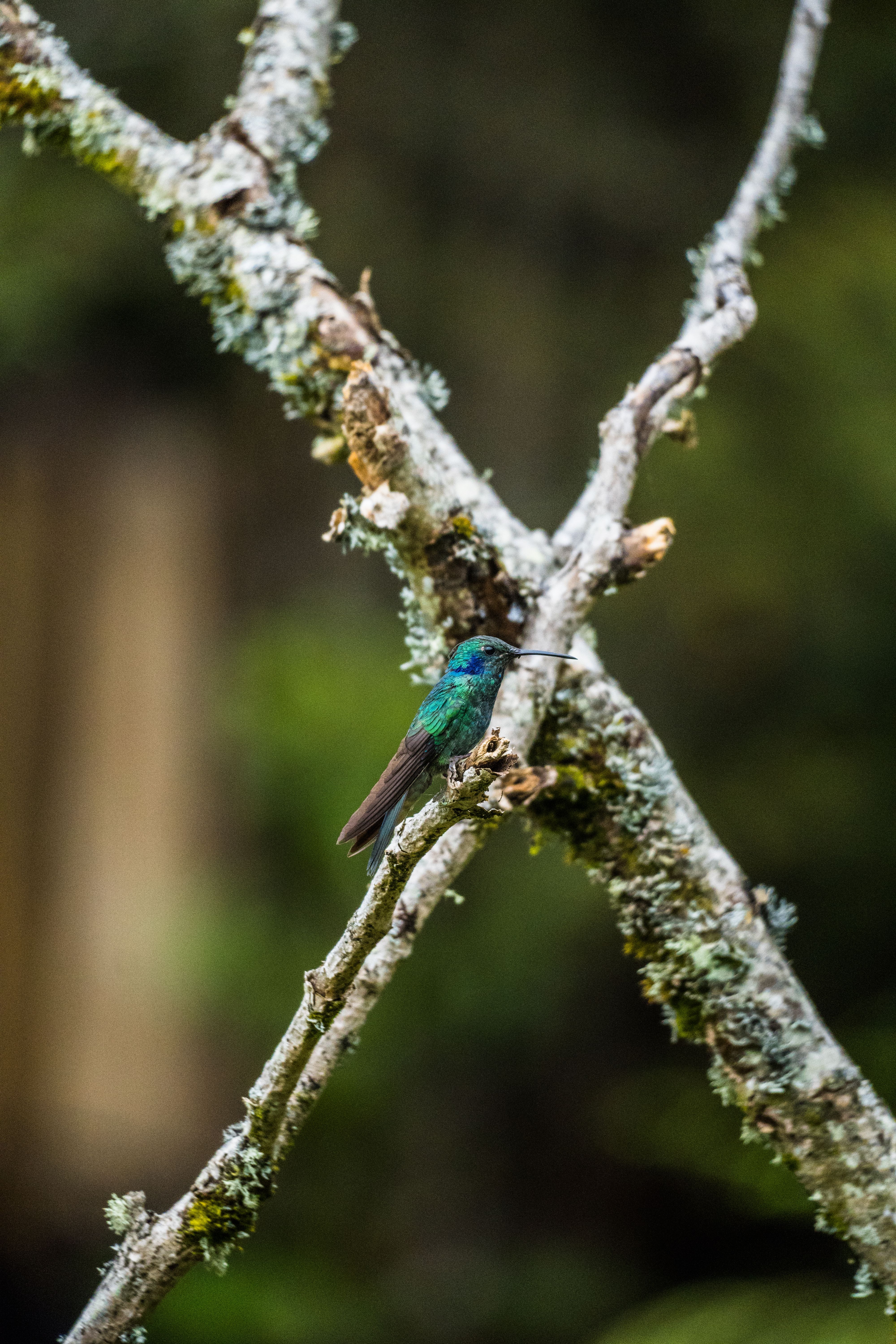 Close up of a Sparkling Violetear · Free Stock Photo
