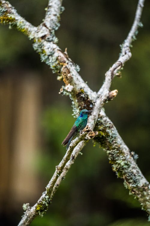 Hummingbird in Nature