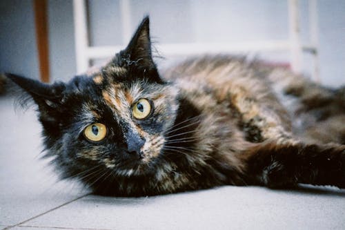 Cat Lying Down on Floor