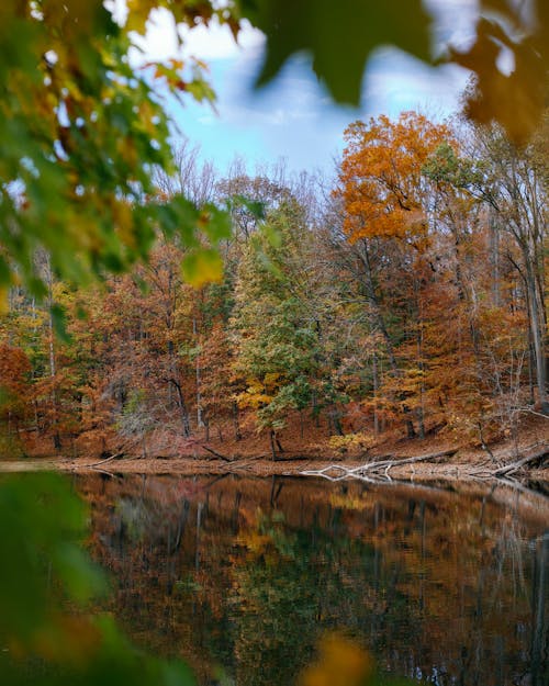 Colorful Forest around Lake in Autumn