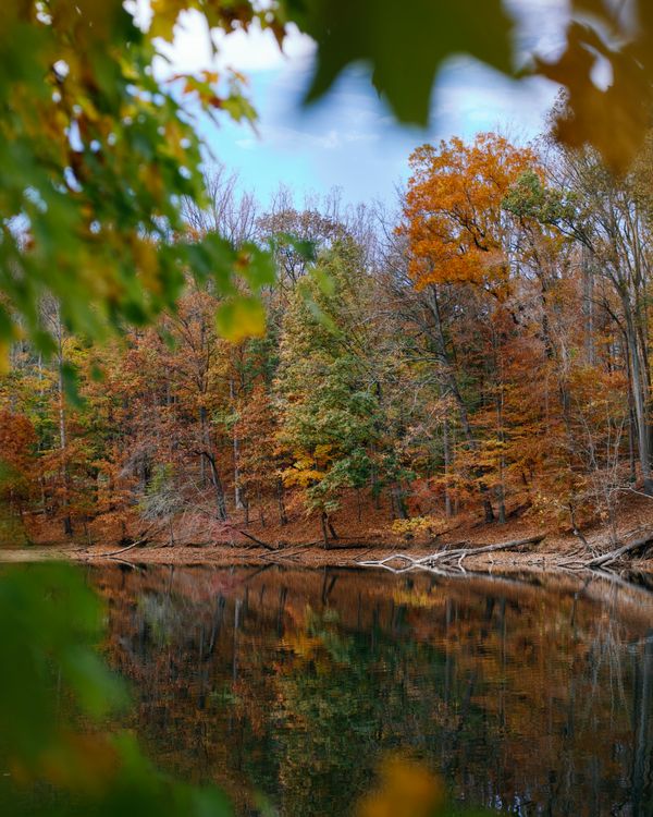 Colorful Forest around Lake in Autumn · Free Stock Photo
