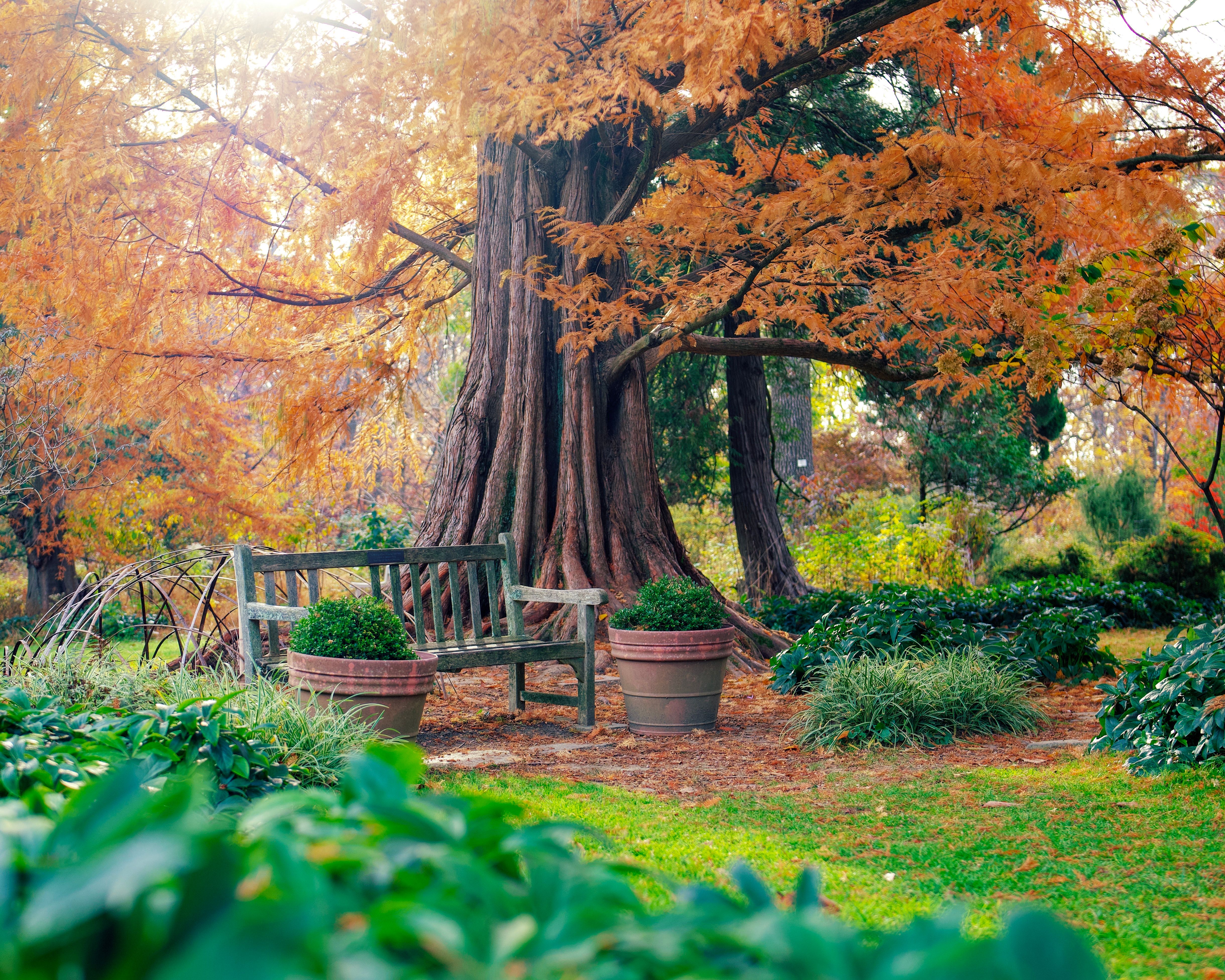Planning Fall Planting in Durham: A Zone 8a Checklist