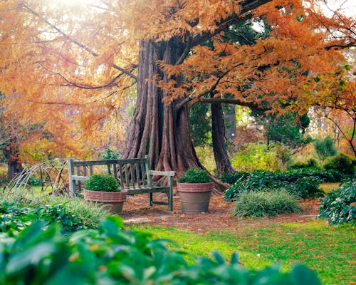 Foto profissional grátis de árvores, assento, cheio de cor