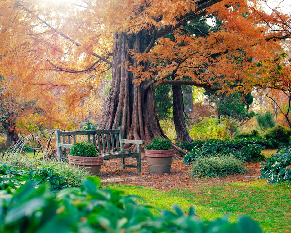 Colorful Trees around Bench and Plants