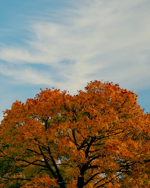 Gratis lagerfoto af appelsin, efterår, falde