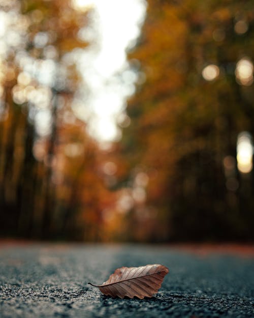 Autumn Leaf Lying Down on Asphalt
