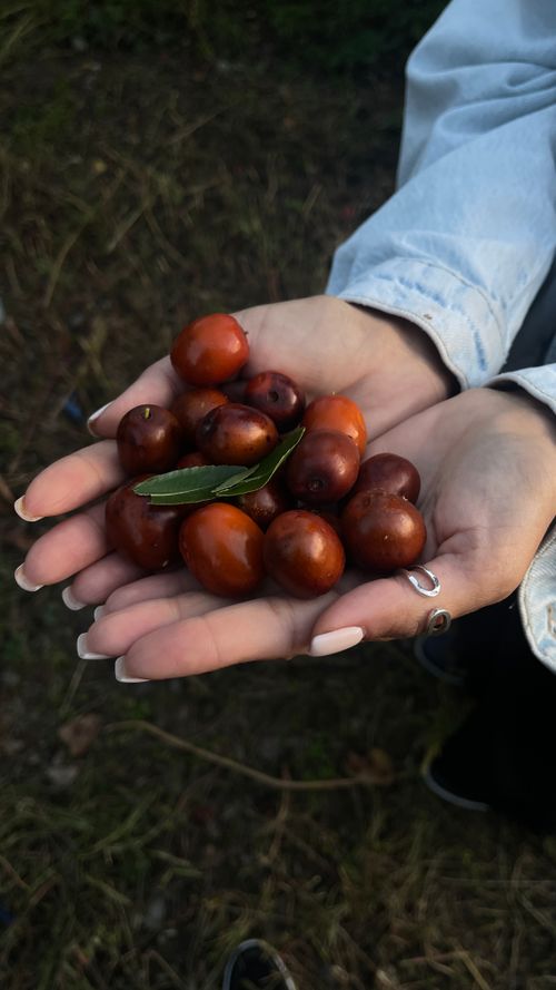 Free Woman holding chestnuts in hands during fall, showcasing nature's harvest. Stock Photo