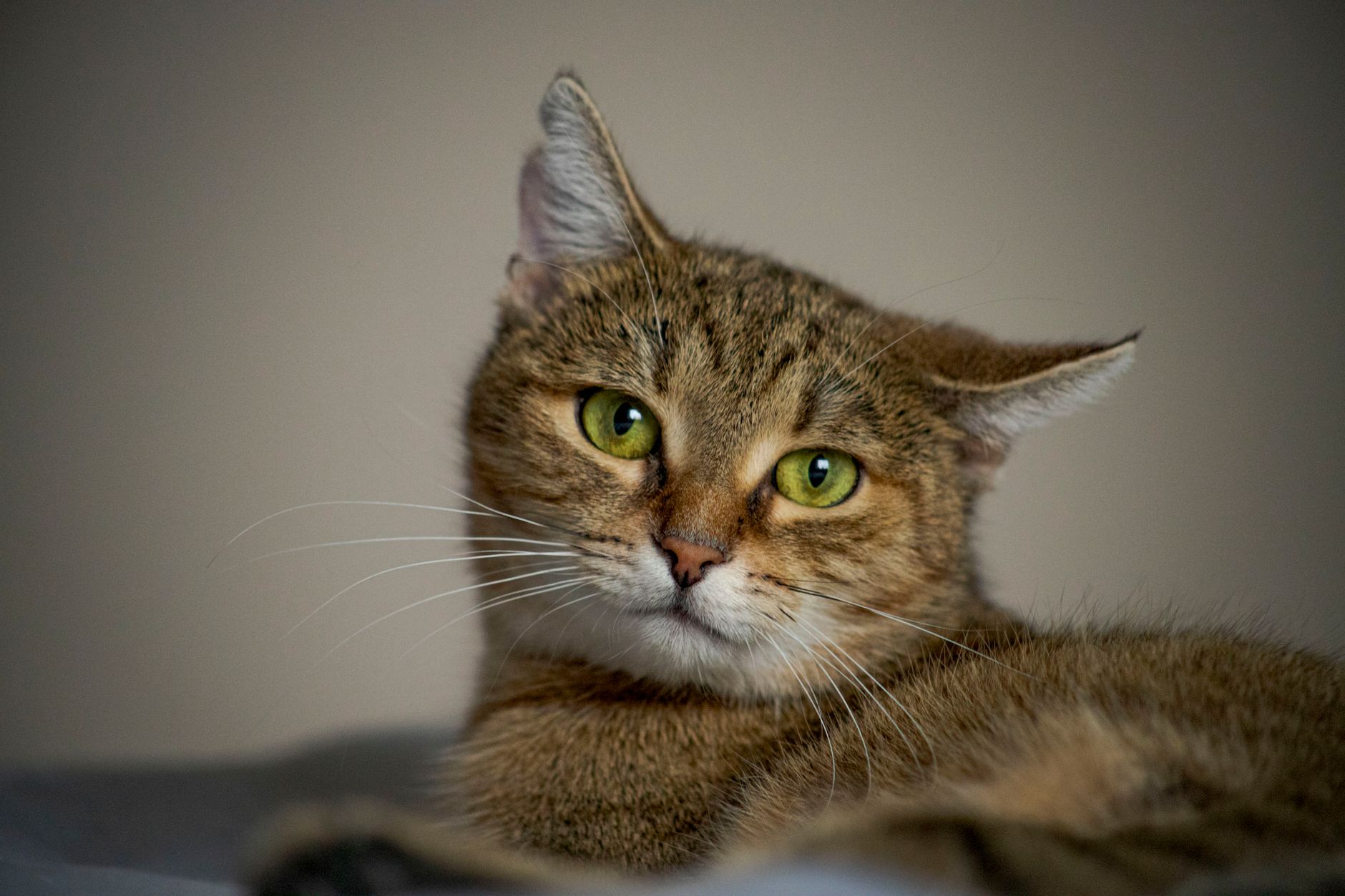 Veterinary care for a cat
