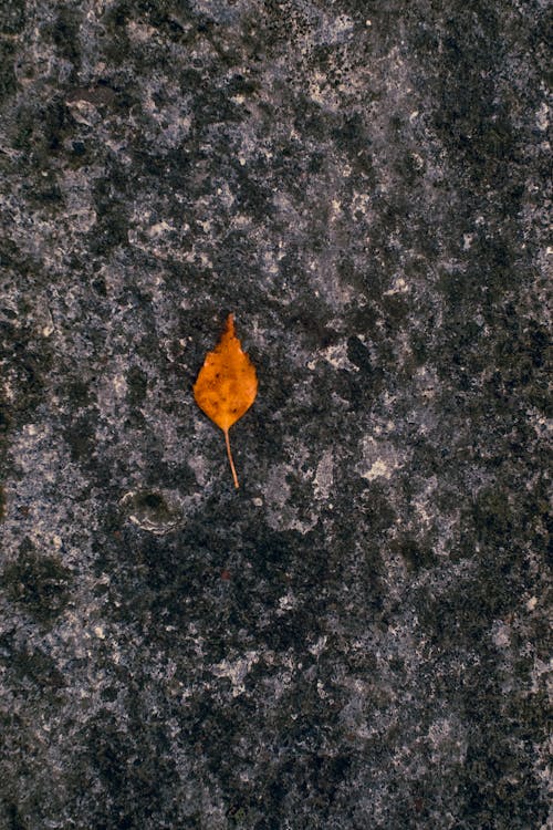 Gratis lagerfoto af beton, birkeblad, efterår