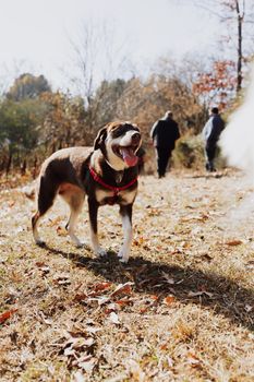 A joyful dog walking outdoors during fall, with people in the background.