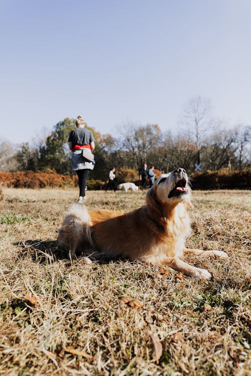 Foto stok gratis anjing, anjing golden retriever, berbohong