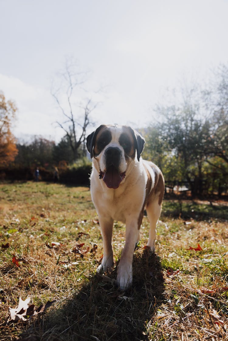 Saint Bernard Dog On Lawn