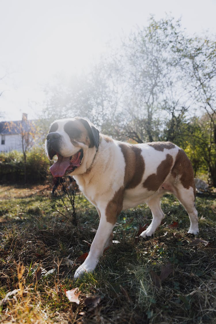 St. Bernard Dog Walking On The Grass