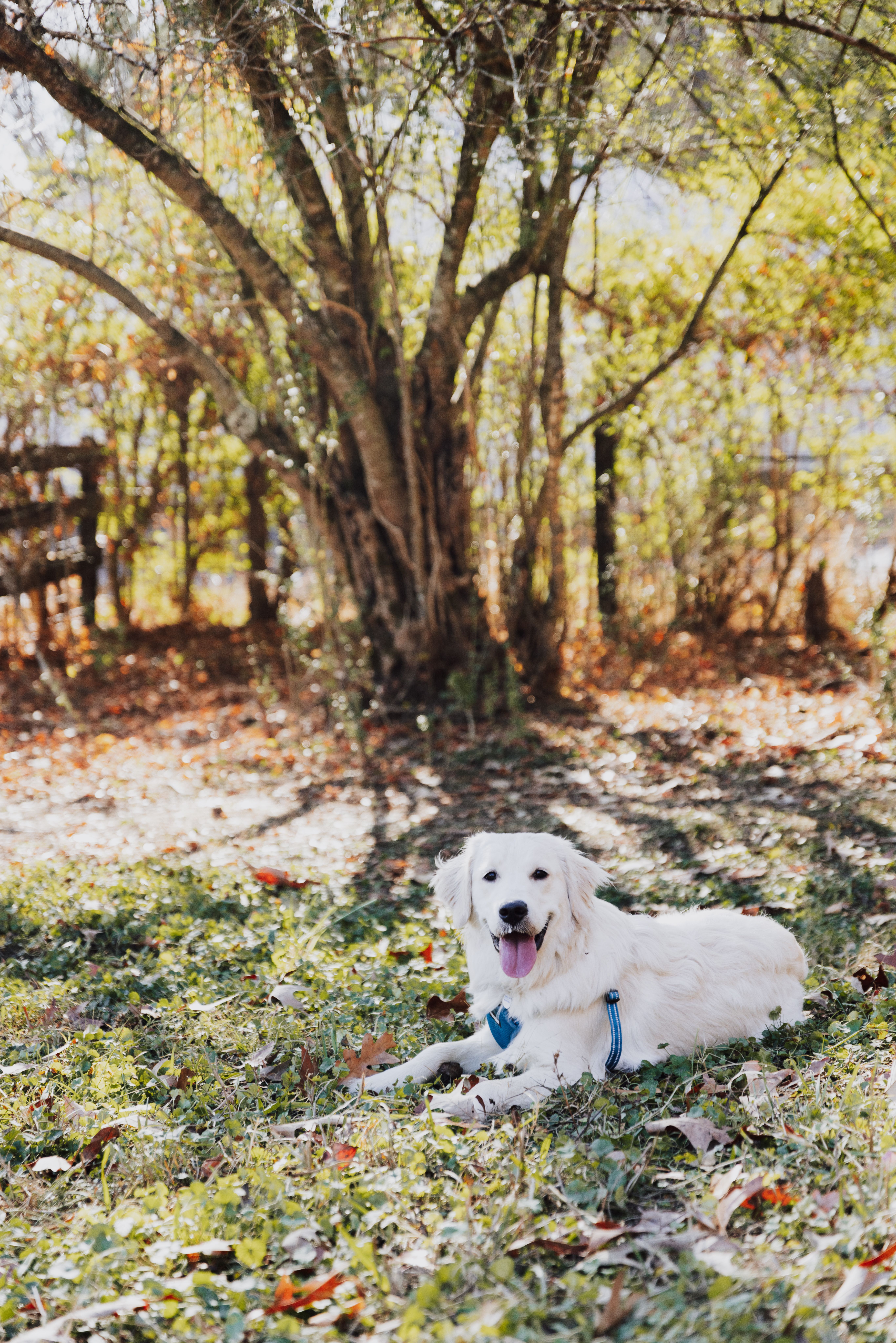 A Golden Retriever Lying on the Grass · Free Stock Photo