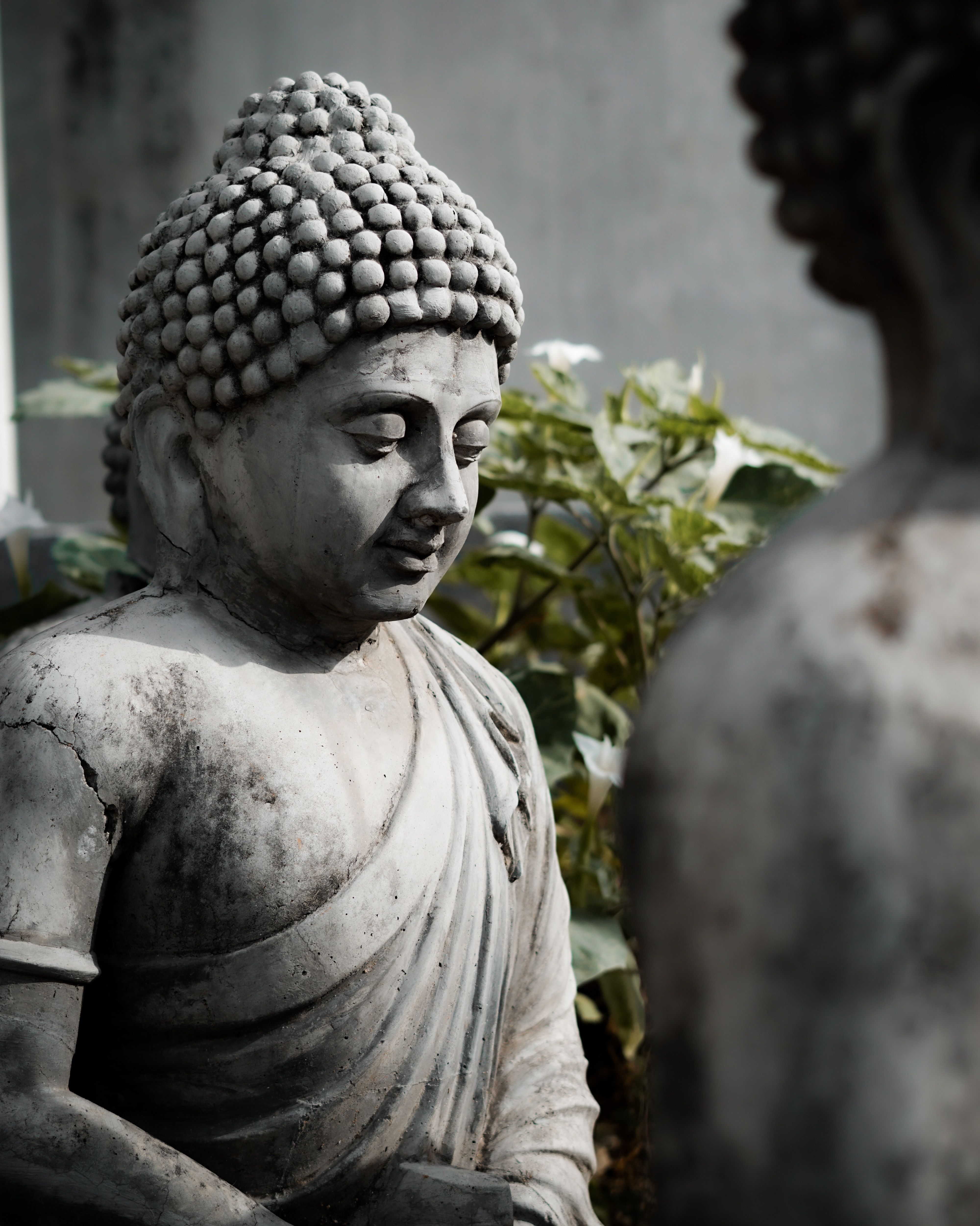 Budha Photos, Download The BEST Free Budha Stock Photos &amp; HD Images