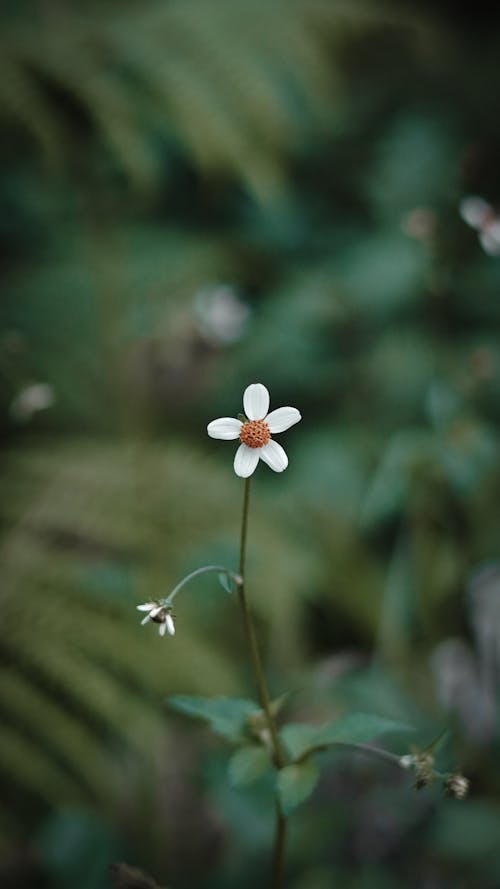 Foto d'estoc gratuïta de enfocament selectiu, flor, natura