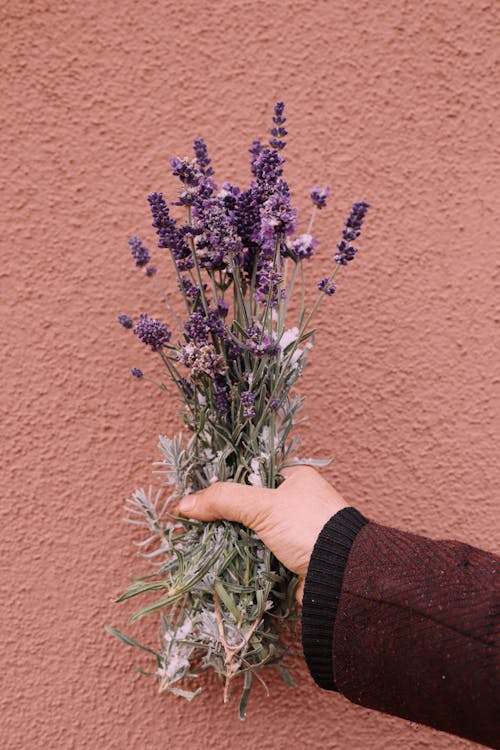 Lavender Flowers in Hand