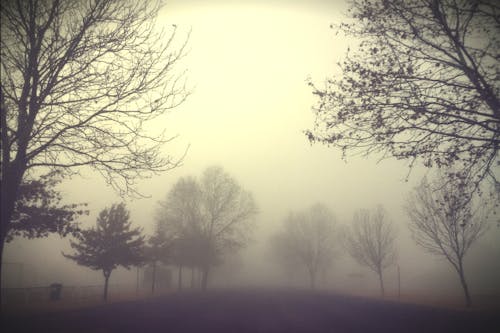 Free stock photo of early morning fog, trees, winter Stock Photo