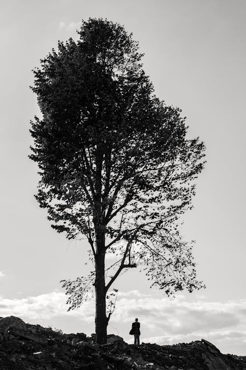 Person Standing Alone by Large Tree