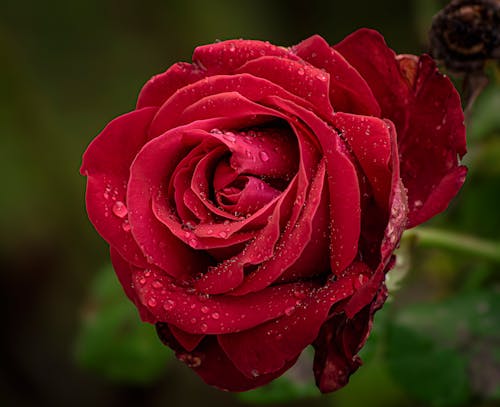 Close-up of a Red Rose with Water Droplets 