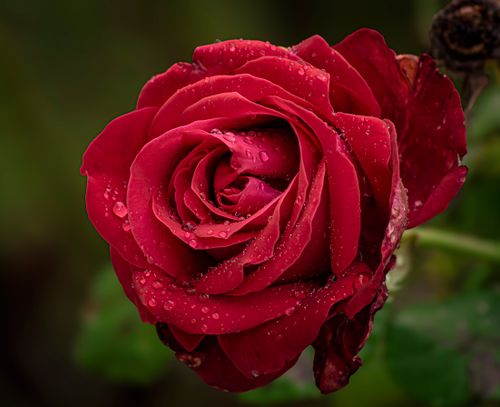Free Vibrant red rose with dew droplets in a lush garden setting. Stock Photo