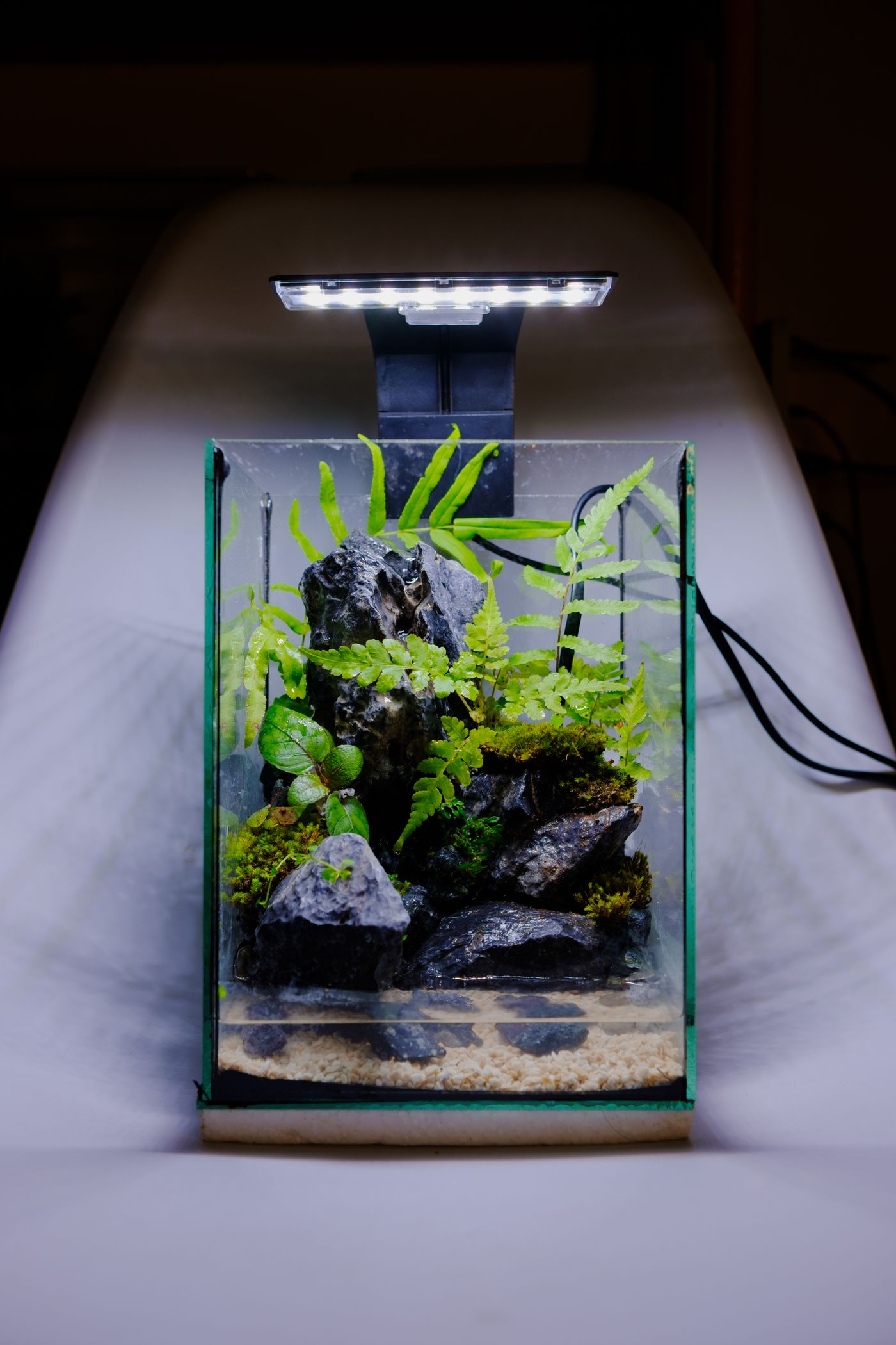A planted aquarium with ferns and stone, lit from above