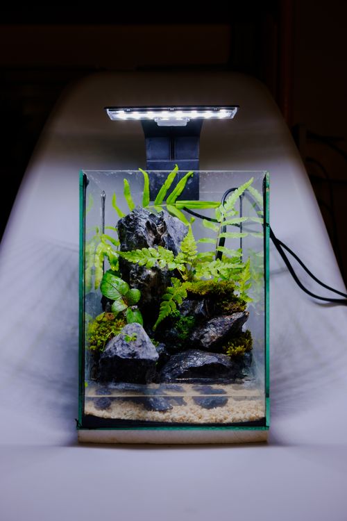 Free A beautifully arranged aquarium with ferns and rocks, lit by a sleek overhead lamp. Stock Photo