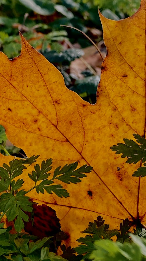 Kostenloses Stock Foto zu atmosfera de outono, herbst hintergrund, herbstästhetik